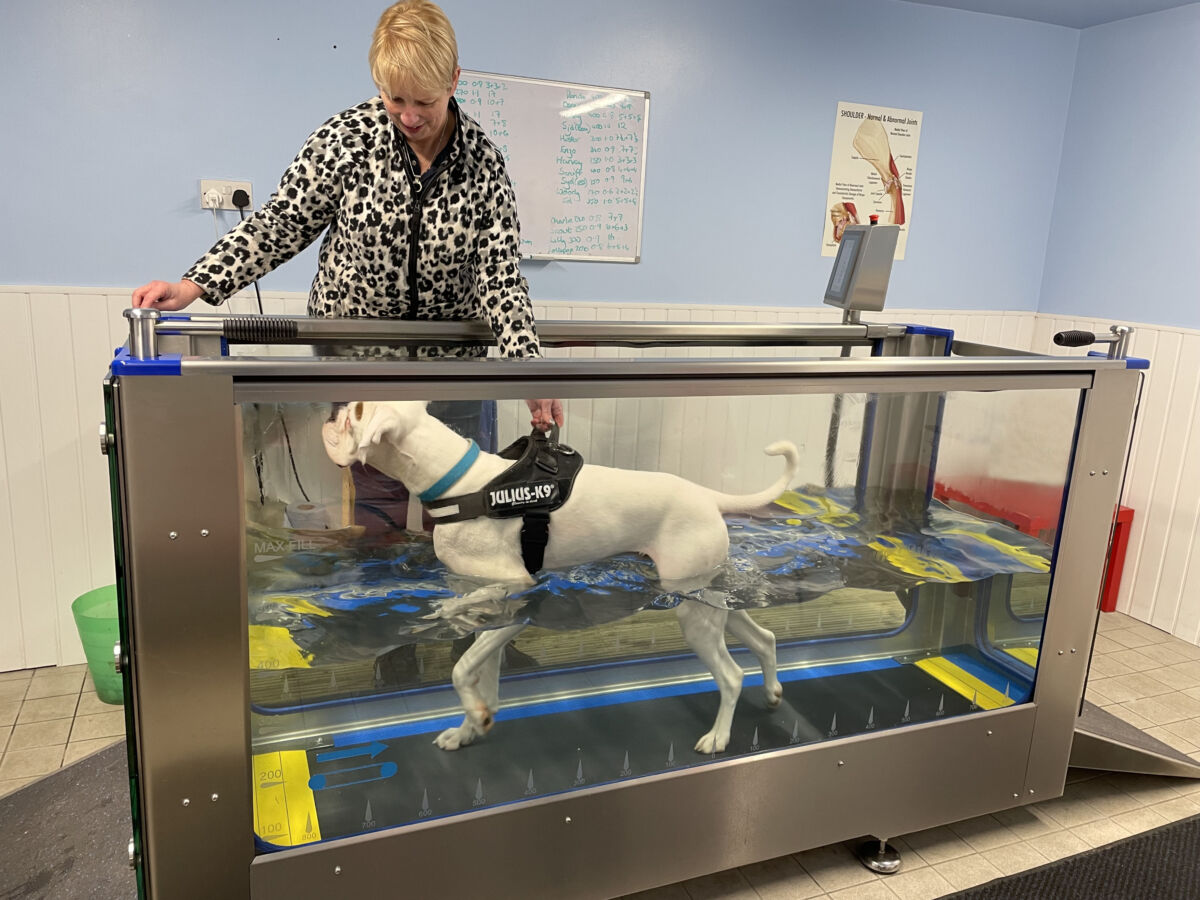 HydroWorx K900  Canine Hydrotherapy Treadmill For Vets