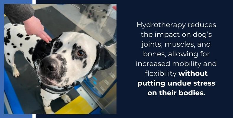 Hydrotherapy reduces the impact of dog's joints