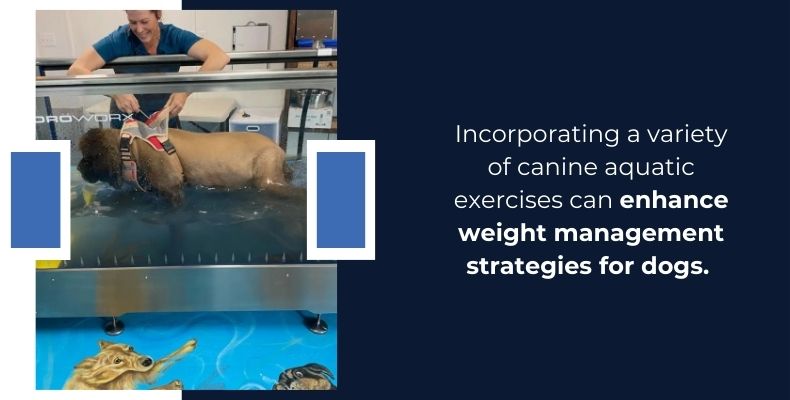 enhance weight management strategies for dogs