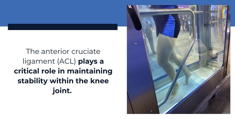 the anterior cruciate ligament