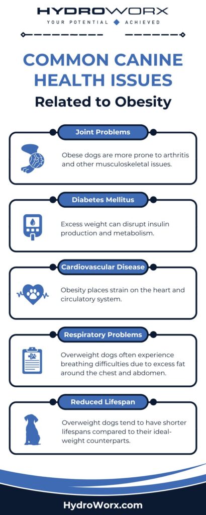 Common Canine Health Issues Related to Obesity infographic