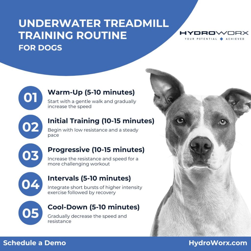 Underwater Treadmill Training Routine for Dogs infographic