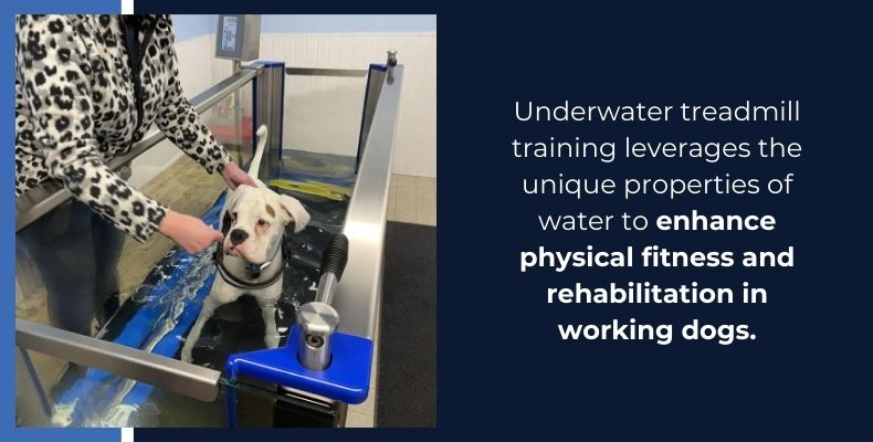 Underwater treadmill training for dogs enhances physical fitness